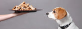 Dog Food & Treats